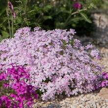 200 Creeping Phlox Seeds For Planting - Bright Phlox Seeds Creeping Perennial Ground Cover Plants - Annual Flower Seeds For Home And Garden - 200pcs - View 5