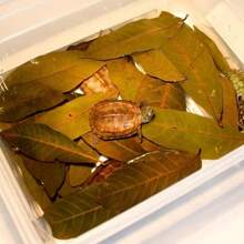 30/40pcs Turtle Lizard Aquarium Dragon Eye Leaves, Fish Tank Plant For Water Quality PH Regulation, Prevent Turtle Skin Rot, Provide Hiding Place