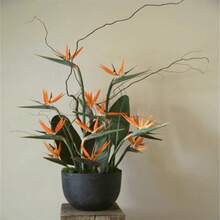 Bird Of Paradise Flower Crane Flower Isigood 100 Seeds - 100 Seeds - View 3