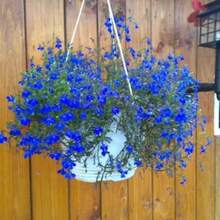 Recommend 200 BLUE SAPPHIRE LOBELIA Erinus Trailing For Planters Or Groundcover Flower Seeds - Variant1 - View 5