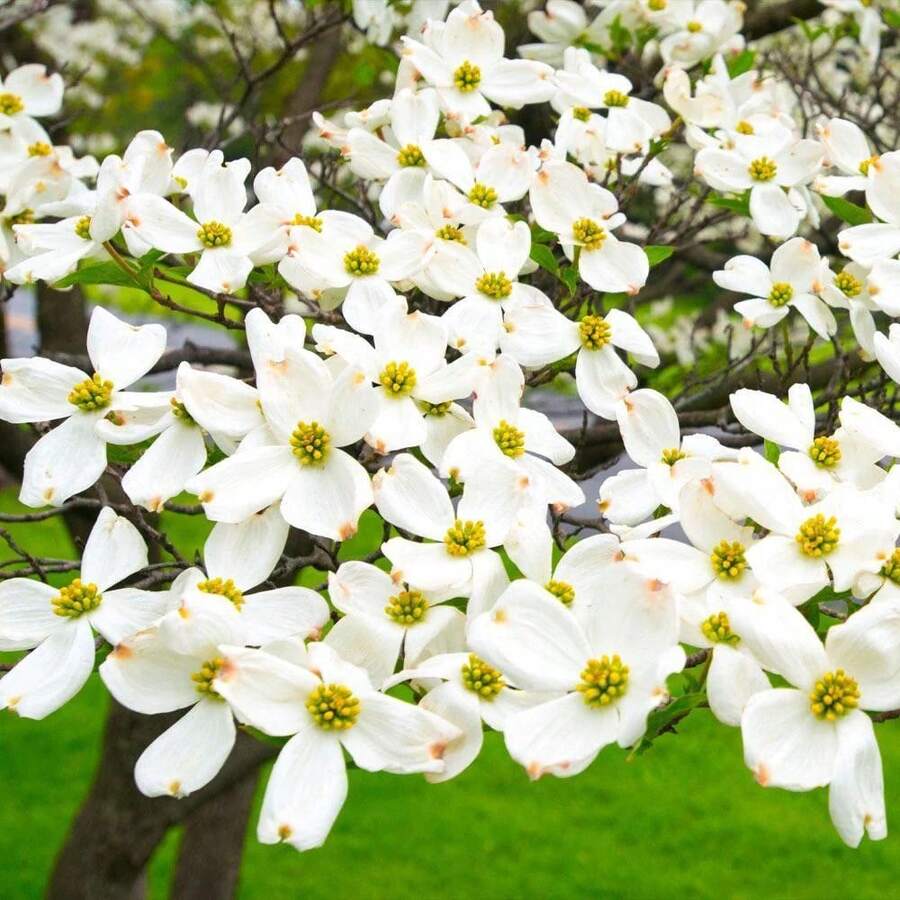 20+ Flowering White Dogwood Seeds For Planting Outdoor-Excellent Landscape Choice For All Four Seasons - 20 - View 1