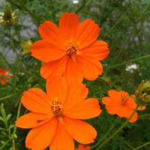 In Stock 150 ORANGE SULPHUR COSMOS Klondike Sulphureus Seeds Flat Shipping - Variant1 - View 5