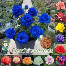 50pcs Rainbow Rose Seeds Planting Flowers Mixed Variety Rose Flower Seeds - Blue - View 2