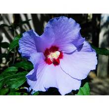 Desata la belleza de las semillas de flores de hibisco mixtas perennes - Una maravilla floral - 100 semillas - Ver 4
