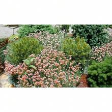 Recommend 200RED PUSSYTOES Antennaria Dioica Rubra Everlasting Flower Seeds - Variant1 - View 2