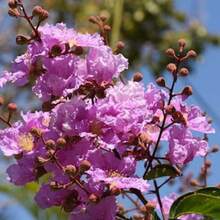 Recommend 105 LILAC Light Purple CREPE MYRTLE Lagerstroemia Indica Flowering Shrub Bush Small Tree Seeds - Variant1 - View 6