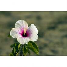 Desata la belleza de las semillas de flores de hibisco mixtas perennes - Una maravilla floral - 100 semillas - Ver 3