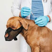 Nowy miękki, siatkowy kaganiec dla psa, oddychający, zapobiegający gryzieniu. Kaganiec z przednim otworem na nos, regulowany, na pysk psa, odpowiedni dla większości psów.