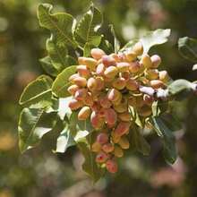 5pcs Rare Pistacia Vera Nut Tree Seed Bonsai - 100 - 查看 2