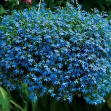 Recommend 200 BLUE SAPPHIRE LOBELIA Erinus Trailing For Planters Or Groundcover Flower Seeds - Variant1 - View 7