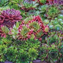 50 Hippie Chicks Succulent Sempervivum Flower Seeds - Variant1 - View 1