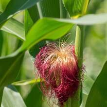 50pcs Bloody Butcher Corn Heirloom Seeds - Non-GMO, Open-Pollinated, Dent Corn With Striking Red Hues - Flour Corn For Culinary Versatility