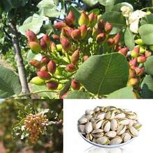 5pcs Rare Pistacia Vera Nut Tree Seed Bonsai - 100 - 查看 4