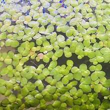 200Pcs/Bag Duckweed Seeds High Germination Fl - 100 - View 2