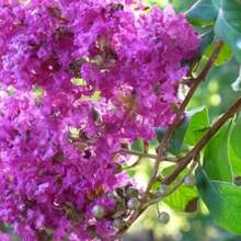 Recommend 105 LILAC Light Purple CREPE MYRTLE Lagerstroemia Indica Flowering Shrub Bush Small Tree Seeds - Variant1 - View 8