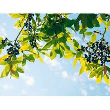 Recommend Tropical Seeds -Camphor Tree- 100 Seeds -Evergreen Tropical- -Aromatic Potpourri - -Cinnamomum Camphora - Variant1 - View 6