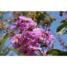 Recommend 105 LILAC Light Purple CREPE MYRTLE Lagerstroemia Indica Flowering Shrub Bush Small Tree Seeds - Variant1 - View 2