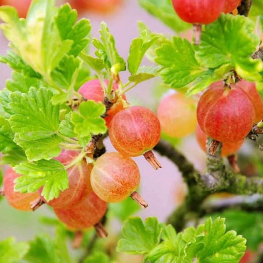 Popular High Germination Rate Sweet Potato Seeds, Suitable For Growing Potato Plants, Home Garden Planting - 500 Pieces - View 1