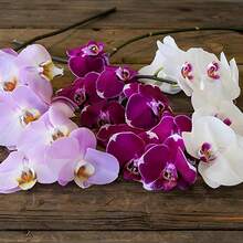Seeds Easy Cultivating High Germination Rate Mix Phalaenopsis Orchid Seed 200 Seeds Long Blooming Flowering Plant Beautiful Potted Plants Eye-Catching Decoration