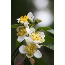 Recommend Tropical Seeds -Camphor Tree- 100 Seeds -Evergreen Tropical- -Aromatic Potpourri - -Cinnamomum Camphora - Variant1 - View 5
