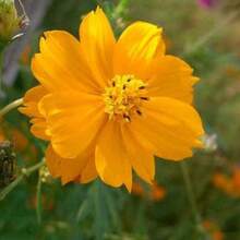 In Stock 150 ORANGE SULPHUR COSMOS Klondike Sulphureus Seeds Flat Shipping - Variant1 - View 7