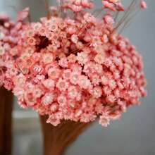 30/60/100/200 pezzi Mini margherite brasiliane essiccate, decorazioni adatte per composizioni floreali da matrimonio, decorazioni per la casa, regali di San Valentino, colori rosa, corallo chiaro, stile rustico, decorazioni naturali a base di erbe, decorazioni autunnali