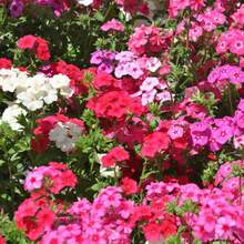 Rare Plant Seeds 200Pcs/Bag Flower Seeds  Hanging Plants Indoor Outdoor Planting Verbena Seedlings For Parterre Rose