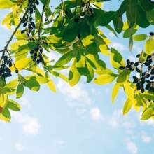 Recommend Tropical Seeds -Camphor Tree- 100 Seeds -Evergreen Tropical- -Aromatic Potpourri - -Cinnamomum Camphora - Variant1 - View 4