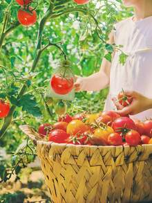 50 Pcs Fruit Protection Bags, 6x9 Inch Green Net Drawstring Fruit Protection Bags, Insect Proof Mesh For Tomato, Mango Tree, Vegetable Garden - Green - View 9