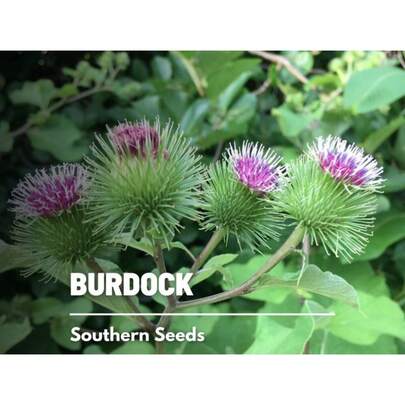 Recommend Burdock - 50 Seeds - Heirloom Culinary & Medicinal Herb - Non-GMO (Arctium Lappa)