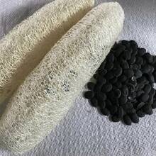 Premium Cotton/Quinoa Garden Seeds - Traditional Seeds, Non-GMO Vegetable Seeds, Good For Planting - 99999 - View 3