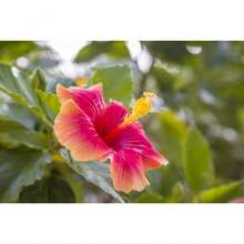 Desata la belleza de las semillas de flores de hibisco mixtas perennes - Una maravilla floral - 100 semillas - Ver 2