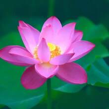 60 Lotus Seeds Bonsai Lotus Seeds, Larger Quantity Than Other Products, Suitable For Indoor And Outdoor Aquariums, Home Garden Planting Seeds, Germinating Aquatic Bonsai Plants, Easy To Cultivate, Requires Minimal Care