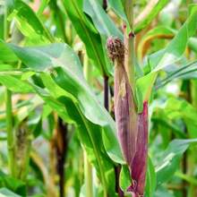 50pcs Bloody Butcher Corn Heirloom Seeds - Non-GMO, Open-Pollinated, Dent Corn With Striking Red Hues - Flour Corn For Culinary Versatility