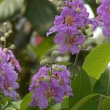 Recommend 105 LILAC Light Purple CREPE MYRTLE Lagerstroemia Indica Flowering Shrub Bush Small Tree Seeds - Variant1 - View 7