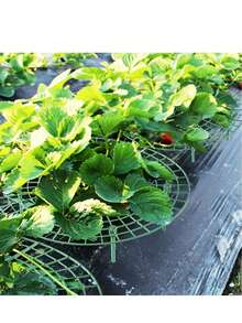 10 件装绿色草莓种植架，带 3 个坚固支脚 - PVC 植物支撑笼，耐腐蚀，理想的种植辅助工具 - 彩色 - 查看 4
