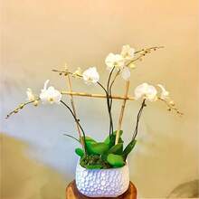 Seeds Easy Cultivating High Germination Rate Mix Phalaenopsis Orchid Seed 200 Seeds Long Blooming Flowering Plant Beautiful Potted Plants Eye-Catching Decoration