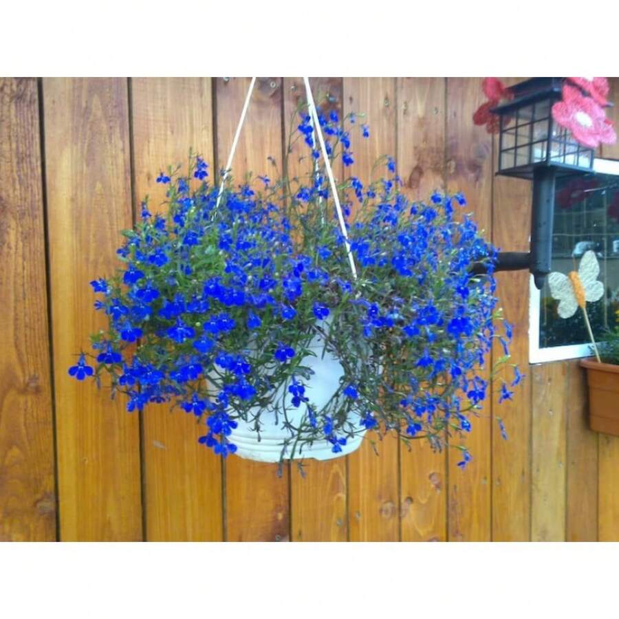 Recommend 200 BLUE SAPPHIRE LOBELIA Erinus Trailing For Planters Or Groundcover Flower Seeds - Variant1 - View 1