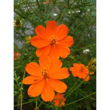 In Stock 150 ORANGE SULPHUR COSMOS Klondike Sulphureus Seeds Flat Shipping - Variant1 - View 9