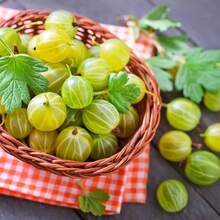 Popular High Germination Rate Sweet Potato Seeds, Suitable For Growing Potato Plants, Home Garden Planting - 500 Pieces - View 3