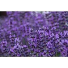 300 ITALIAN LAVENDER Lavandula Angustifolia Lavender Blue Purple Fragrant Flower Herb Seeds - Variant1 - View 4