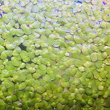 200Pcs/Bag Duckweed Seeds High Germination Fl - 100 - View 3