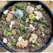 50 Hippie Chicks Succulent Sempervivum Flower Seeds - Variant1 - View 2