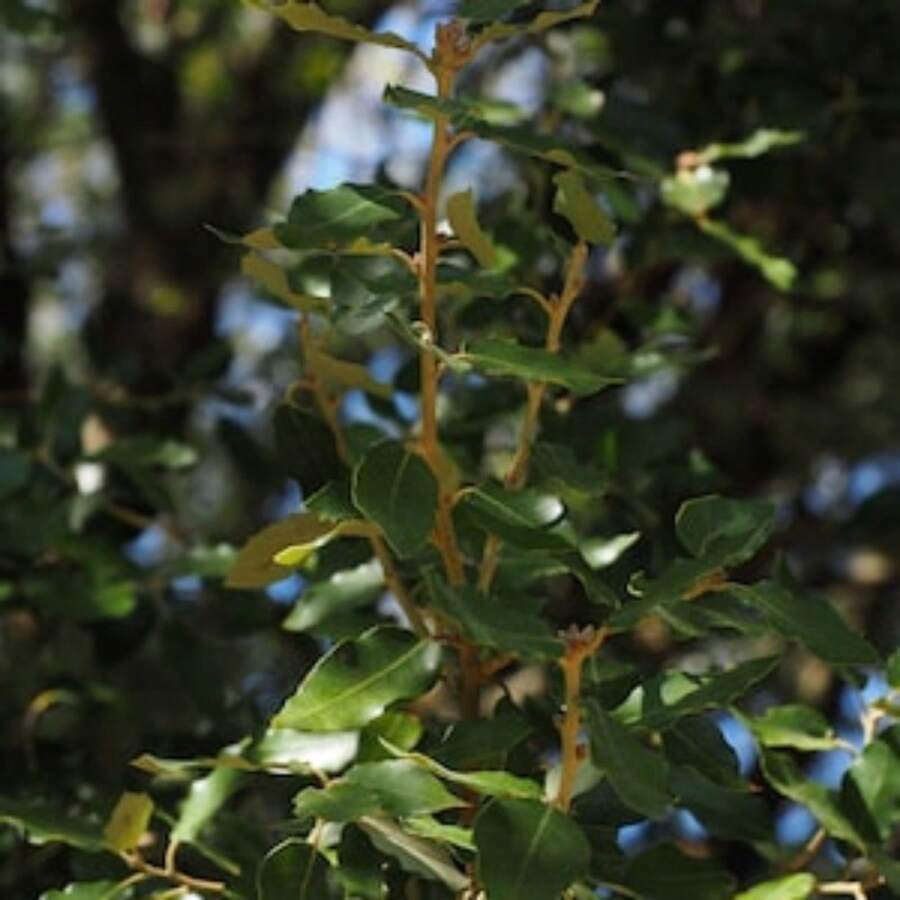 Recommend Tropical Seeds -Camphor Tree- 100 Seeds -Evergreen Tropical- -Aromatic Potpourri - -Cinnamomum Camphora - Variant1 - View 1