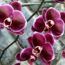 120 Mixed Phalaenopsis Seeds - Butterfly Orchid Seeds For Planting - 120pcs - View 8
