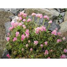 Recommend 200RED PUSSYTOES Antennaria Dioica Rubra Everlasting Flower Seeds - Variant1 - View 4