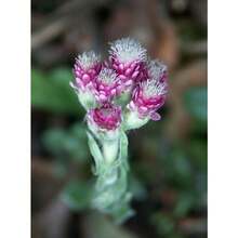 Recommend 200RED PUSSYTOES Antennaria Dioica Rubra Everlasting Flower Seeds - Variant1 - View 7