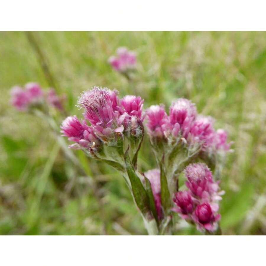 Recommend 200RED PUSSYTOES Antennaria Dioica Rubra Everlasting Flower Seeds - Variant1 - View 1