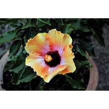 Desata la belleza de las semillas de flores de hibisco mixtas perennes - Una maravilla floral - 100 semillas - Ver 5