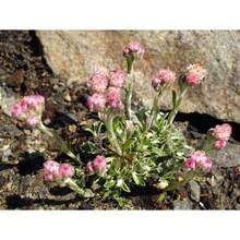 Recommend 200RED PUSSYTOES Antennaria Dioica Rubra Everlasting Flower Seeds - Variant1 - View 8